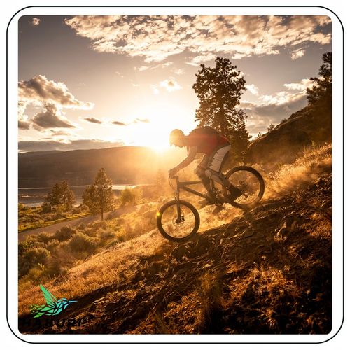 Zestaw do CZYSZCZENIA MYCIA Roweru / 6 x Szczotki / Szampon z woskiem na Arena.pl