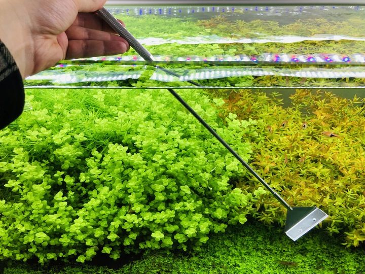 INVITAL Algae Scraper Pro zdjęcie 5