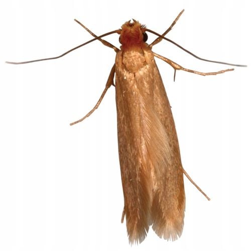 BROS Zielona Moc Pułapka na mole spożywcze i odzieżowe 2w1 10 SZTUK na Arena.pl