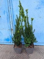 Cis pośredni Hillii sadzonki na Zimozielony żywopłot 60-80cm Doniczka C3
