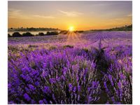 60X50CM POLE LAWENDY OBRAZ ŚCIAN DREWNIANE