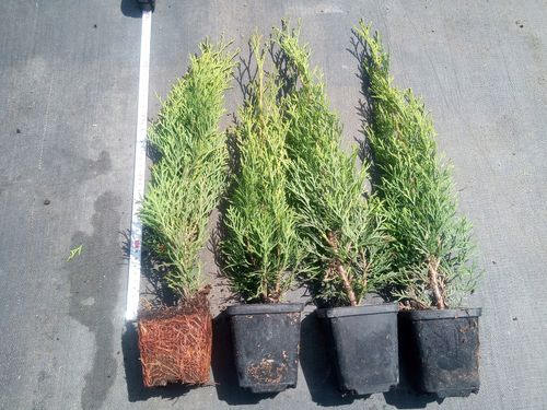Tuja SZMARAGD 40-50cm w doniczkach P9 na Arena.pl