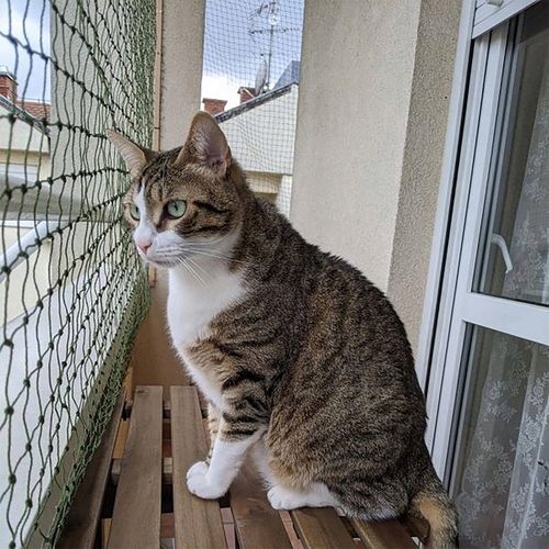 SIATKA DLA KOTA NA BALKON Z DRUCIKIEM ZESTAW 2 x 5 na Arena.pl