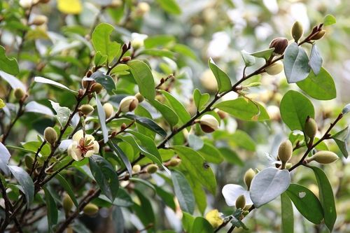 Michelia Figo - perfumy Diora 30-50cm P9 na Arena.pl