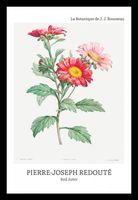 Plakat 20x30cm Design Red Aster, Redoute Vintage do Salonu