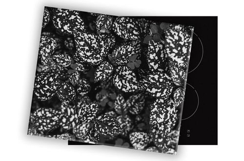 SZKLANA DESKA NA KUCHENKĘ 80x52 013B MONO LIŚCIE na Arena.pl