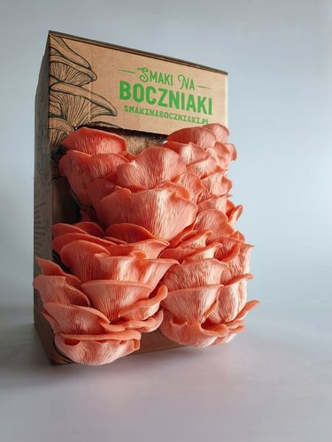 Grzybnia do uprawy domowej boczniak różowy na Arena.pl