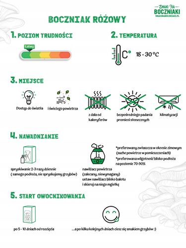 Grzybnia do uprawy domowej boczniak różowy na Arena.pl