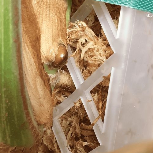 Mech Sphagnum 8L Besgrow Spagmoss Classic torfowiec 100G podłoże pH na Arena.pl