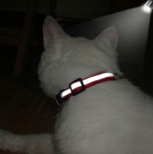 OBROŻA DLA KOTA ADRESÓWKA ODBLASKOWA INDETYFIKATOR KOT PIES + GRAWER na Arena.pl