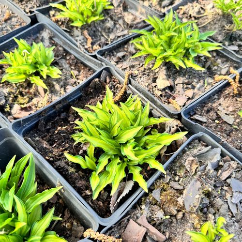 Funkia Hosta 'Teeny Weeny Bikini' Miniaturka W DONICZCE 2.0L na Arena.pl