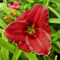 Liliowiec 'Siloam Red Toy' Czerwony Różowy (Hemerocallis) Doniczka 2.0L