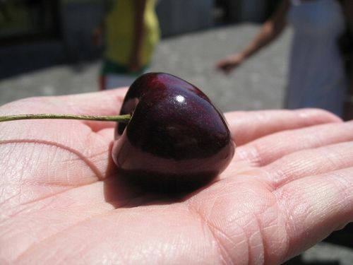 Czereśnia UKRAIŃSKA / GIGANTYCZNE OWOCE słodka i smaczna PIERWSZY na Arena.pl