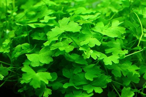 Rośliny Hydrocotyle Tripartita japan łatwy trawnik na Arena.pl