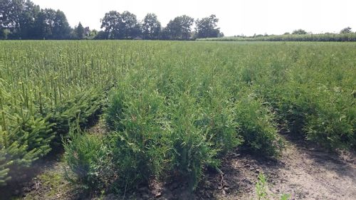 Tuja Brabant na ŻYWOPŁOT 60-80cm niska cena Żywotnik Zachodni na Arena.pl
