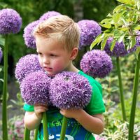 CZOSNEK GIGANT OZDOBNY CEBULKI CZOSNKU CEBULKA KWIATÓW GLADIATOR 1szt. 20/+