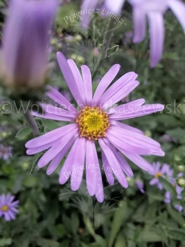 Aster gawędka sadzonka do każdego ogródka na Arena.pl
