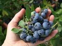 Borówka amerykańska wysoka DUKE 3-letnia Odmiana wczesna Sadzonki C2