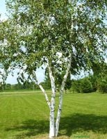 BRZOZA PAPIEROWA (Betula papyrifera) NASIONA 10000 sztuk - 10g.