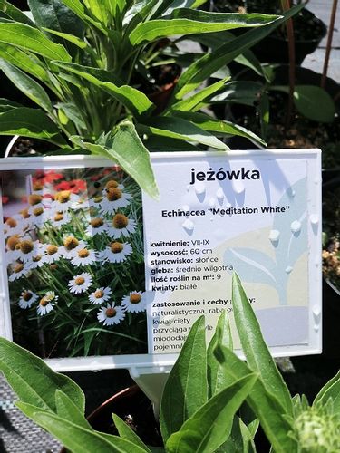 Jeżówka Meditation White miododajna na Arena.pl