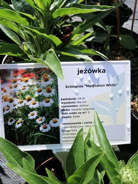 Jeżówka Meditation White miododajna zdjęcie 2