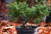 Jałowiec chiński Shimpaku - Juniperus chinensis 0047