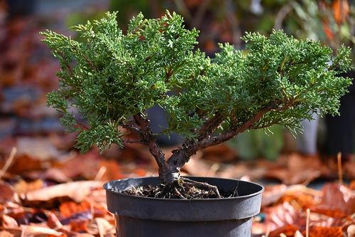 Jałowiec chiński Shimpaku - Juniperus chinensis 0047 na Arena.pl