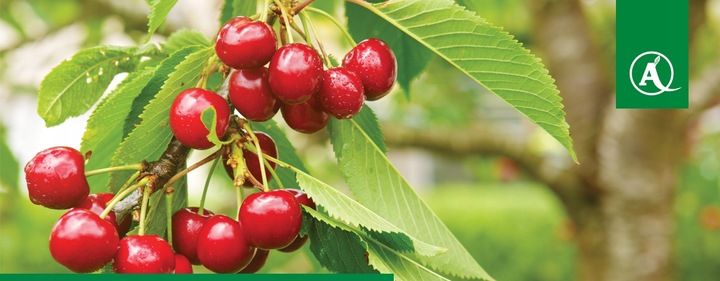 FUSILADE FORTE 150EC 1L CHWASTNICA PERZ MIOTŁA ŚRODEK CHWASTOBÓJCZY CHWASTY zdjęcie 5