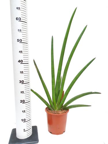 Sansewieria KATANA Sansevieria 60 cm na Arena.pl