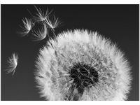 100 70CM OBRAZ PŁÓTNO DMUCHAWIEC GEMMA STILES PŁÓTNO RAMA