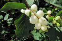 ŚNIEGULICZKA BIAŁA Symphoricarpos albus  NASIONA 900 sztuk - 10g.