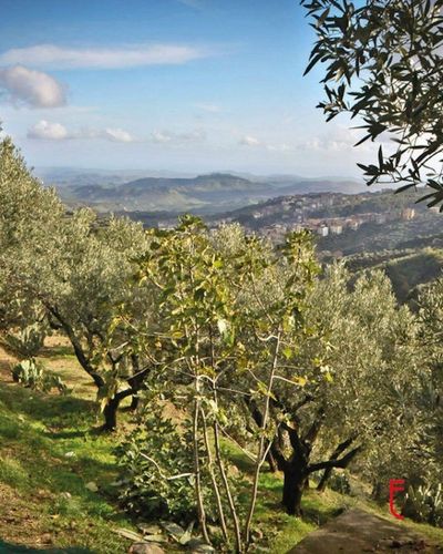 OLIWA EXTRA VIRGIN BIO DELICATO NAGRADZANA ZBIÓR 2024 WŁOSKA 750 ml na Arena.pl