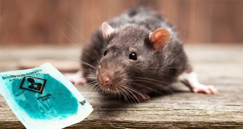 NAJMOCNIEJSZA TRUCIZNA NA DUŻE GRYZONIE STRONG na Arena.pl