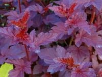 Pęcherznica kalinolistna 'Purpureus' (Physocarpus) w  P11, 30-40 cm