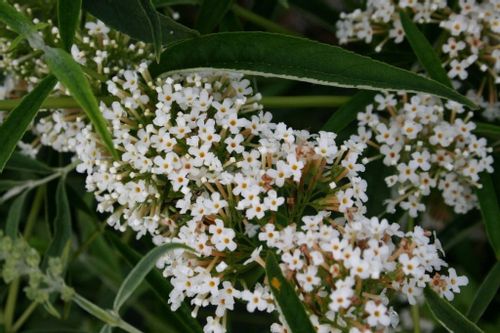Budleja biała White Profusion P9 na Arena.pl