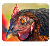 Podkładka pod myszkę Kury