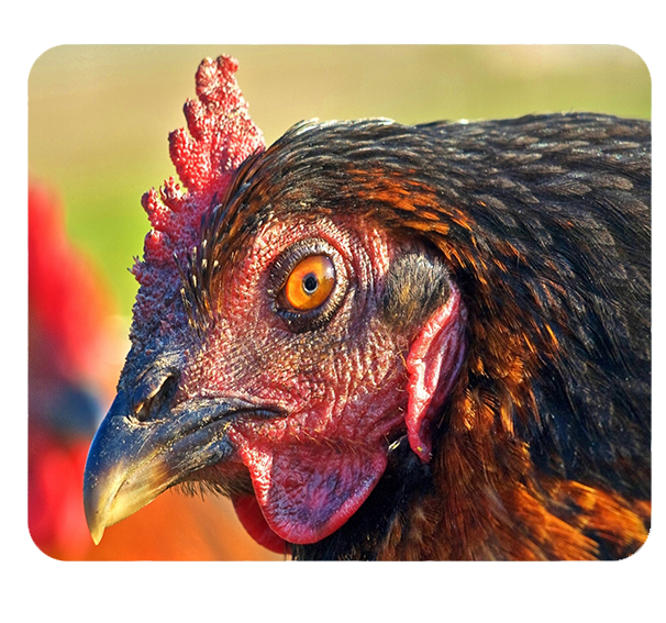 Podkładka pod myszkę Kury zdjęcie 1