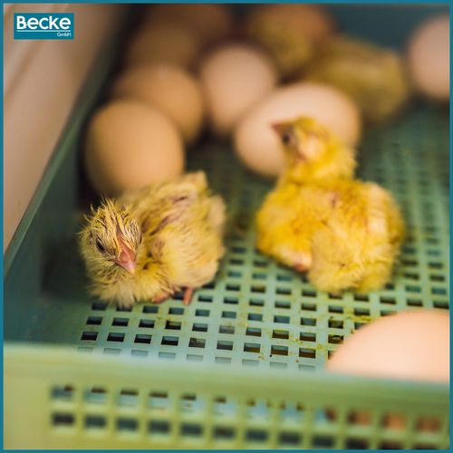 Inkubator klujnik wylęgarnia automatyczna cyfrowy owoskop obracanie jaj 24 na Arena.pl