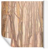 Fototapeta Las Drzewa NATURA Gałęzie do Salonu 180x120