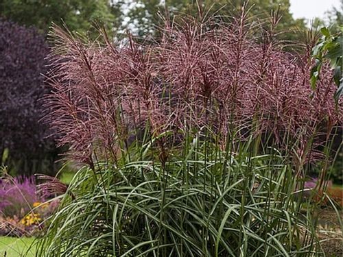 Miskant chiński MALEPARTUS Wysoki do 2m Duże sadzonki w doniczkach 3L na Arena.pl