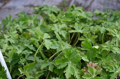 Bodziszek korzeniasty Czakor - Geranium macrorrhizum na Arena.pl