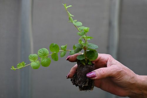 Tojeść rozesłana - Lysimachia nummularia na Arena.pl