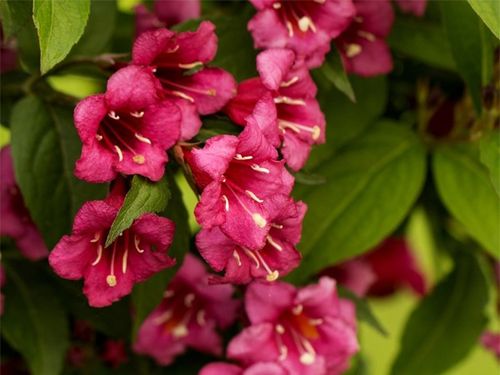 Krzewuszka cudowna BRISTOL RUBY Weigela Czerwona Sadzonki P9 na Arena.pl