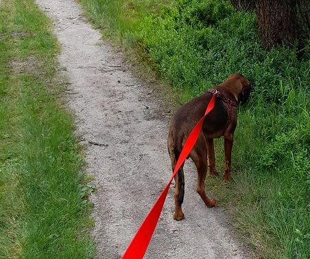 smycz dla dużego psa roz. L-XL 25mm 15m Treningowa na Arena.pl
