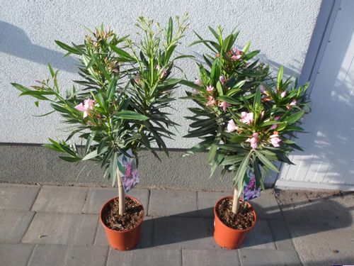 Oleander różowy PA 80-100cm 3L na Arena.pl