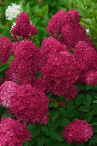 Hortensja bukietowa 'Framboisine' (Hydrangea paniculata) Doniczka 2.0L na Arena.pl