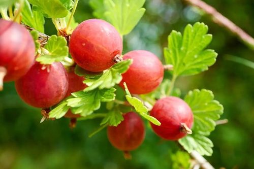 AGREST TRIUMF NA PNIU CZERWONY PLENNY wyjątkowo soczyste i zdrowe na Arena.pl