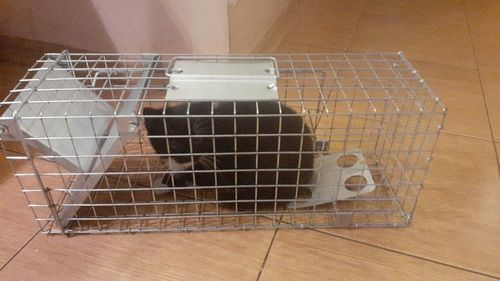 ŻYWOŁAPKA PUŁAPKA NA KUNY SZCZURY ŁASICE NORKI TCHÓRZE ŁASKI ŁAPKA na Arena.pl