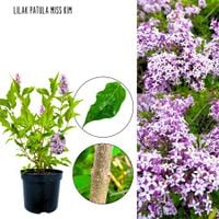 Lilak Miss Kim długie kwitnienie KRZEW 40-80 cm