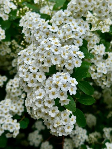 Tawuła nippońska 'Halward's Silver' (Spiraea nipponica') Doniczka 2.0L na Arena.pl